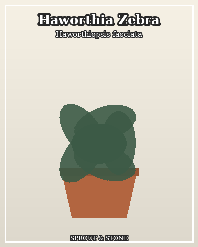 Photo of Haworthia Zebra