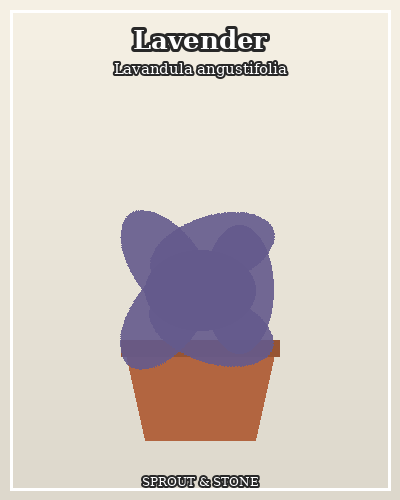 Photo of Lavender